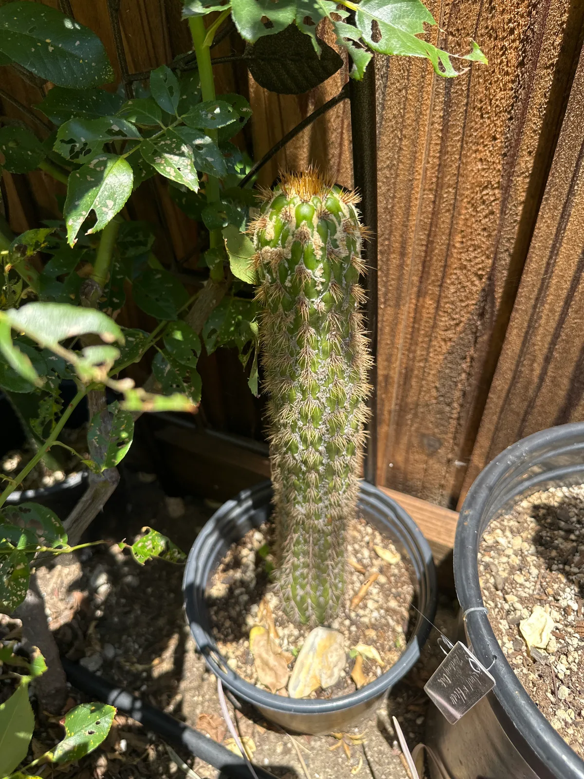 Monstrose spach