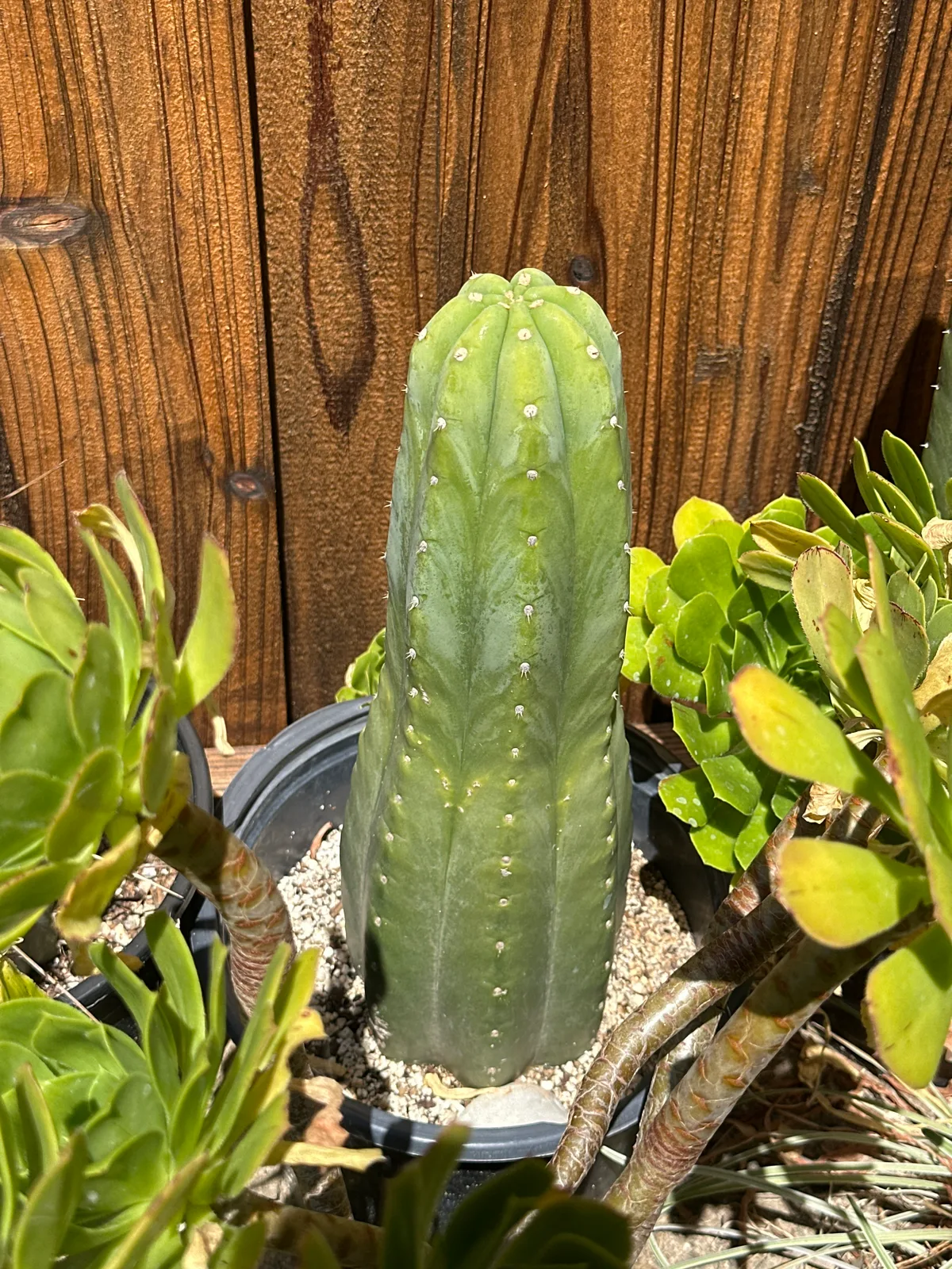 Pierre