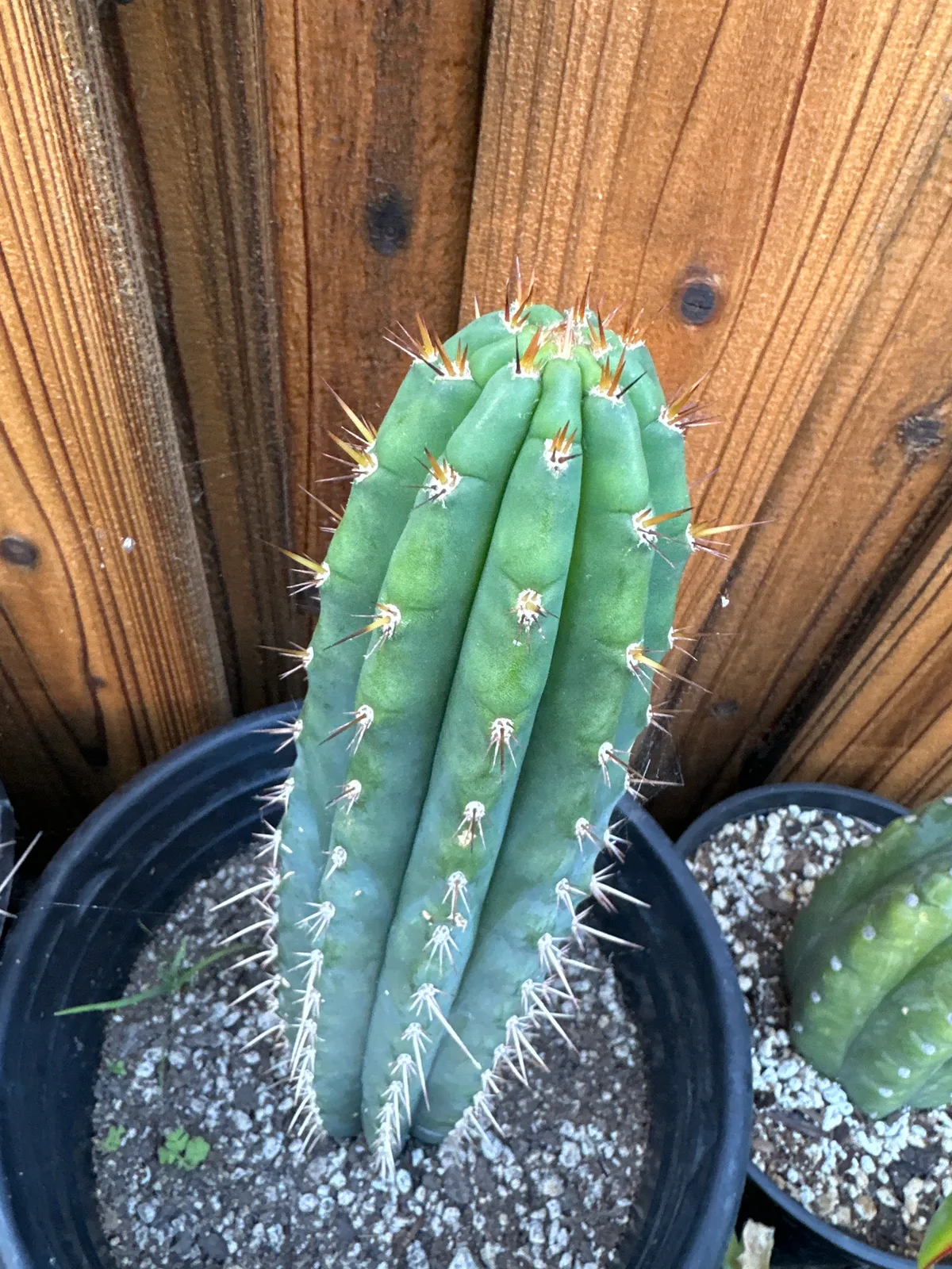Peruvian Torch