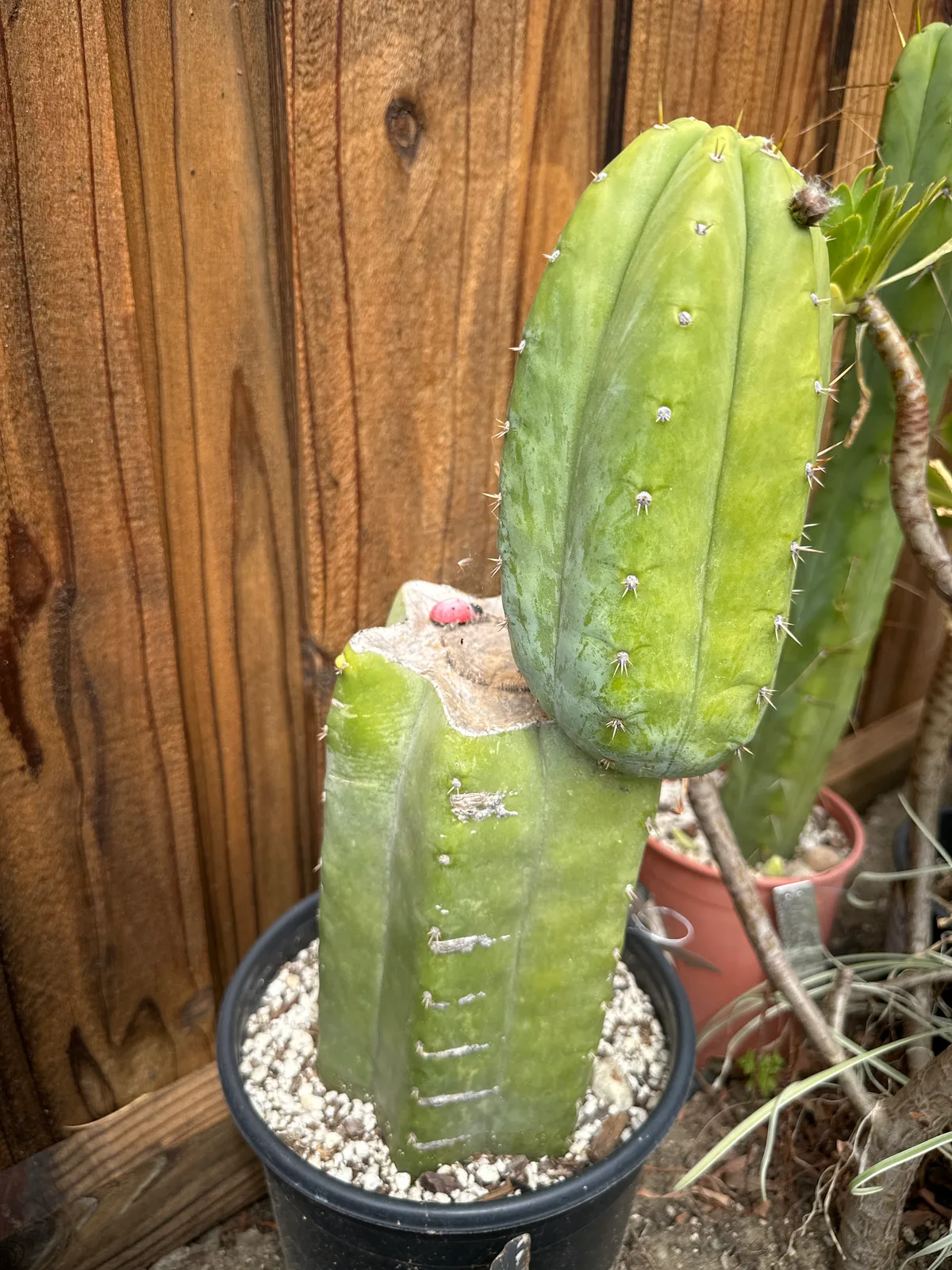 Tom Juul's Giant