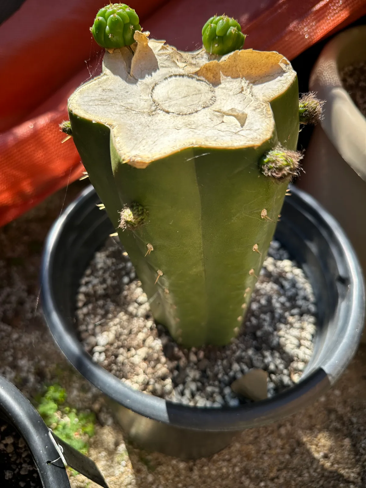 MT01