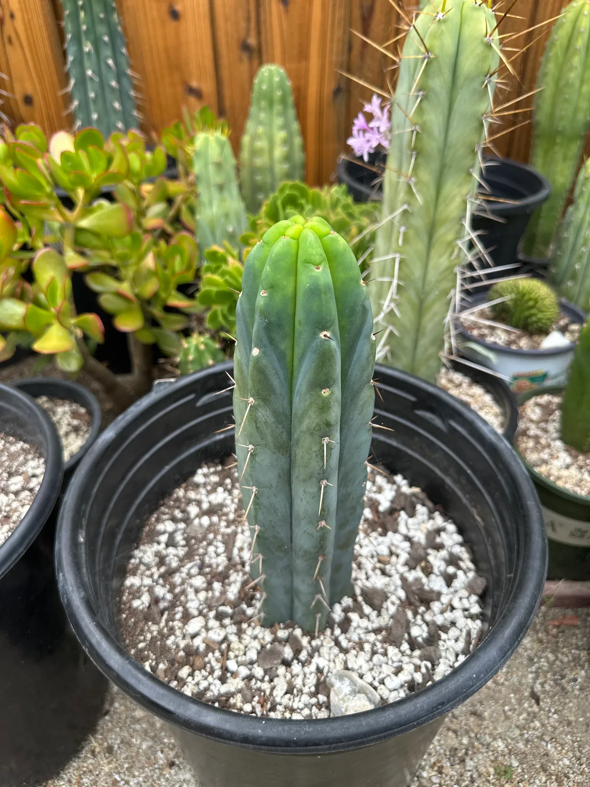 Pala